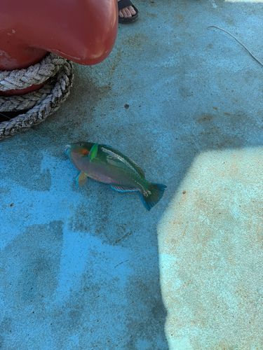 イラブチャーの釣果