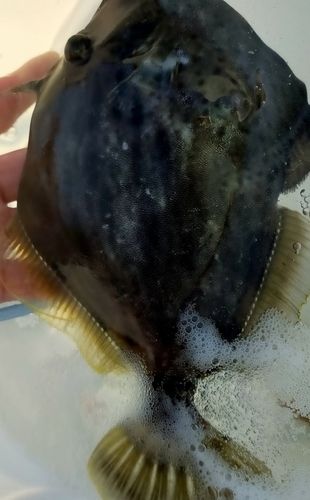 カワハギの釣果