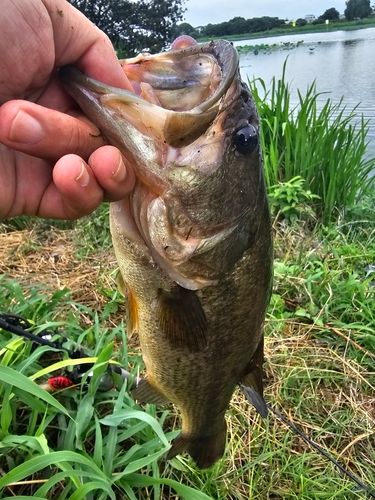 ラージマウスバスの釣果