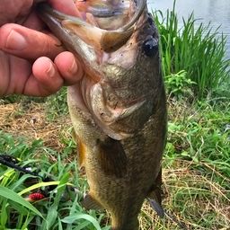 ラージマウスバス