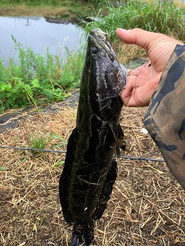ライギョの釣果