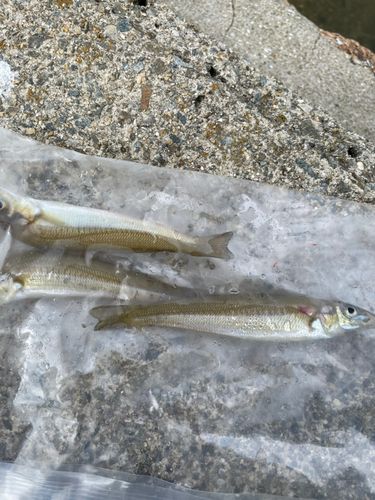 キスの釣果