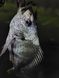 キビレの釣果