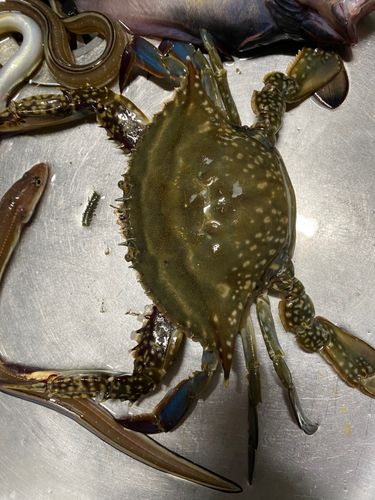 ワタリガニの釣果