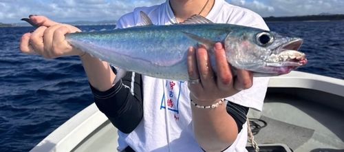 ニジョウサバの釣果