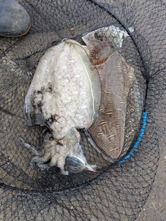 モンゴイカの釣果