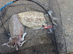 モンゴイカの釣果