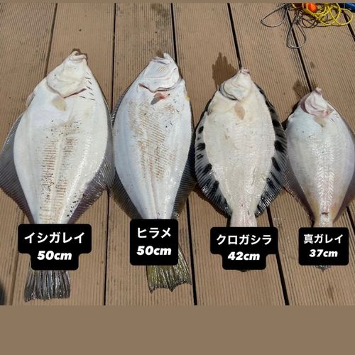 ヒラメの釣果