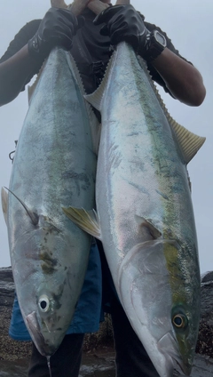 ヤズの釣果