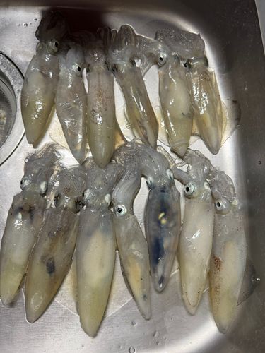 マメイカの釣果