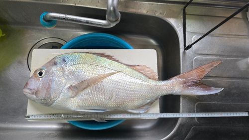 マダイの釣果