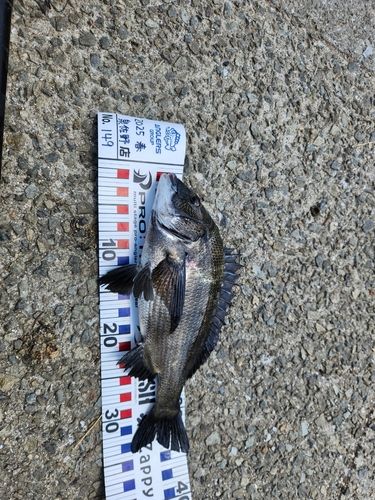 クロダイの釣果