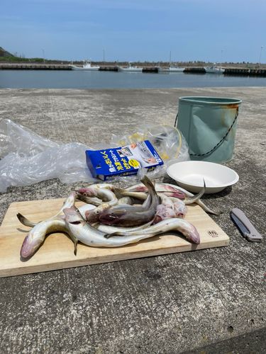 コマイの釣果