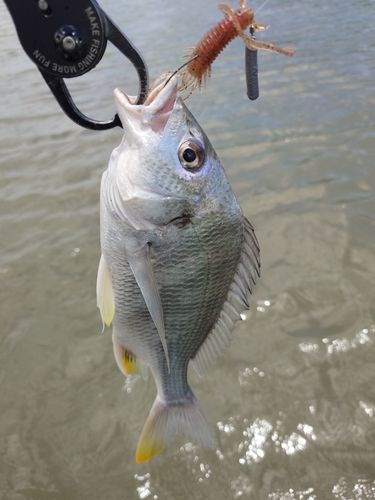 キビレの釣果
