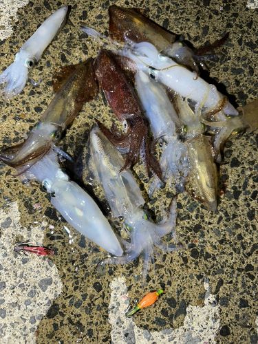 ヒイカの釣果