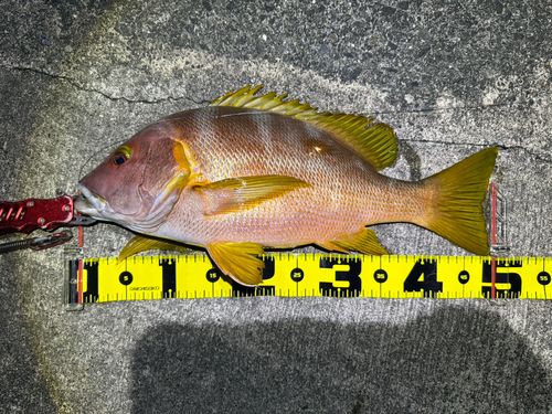 シブダイの釣果