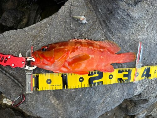 アカハタの釣果