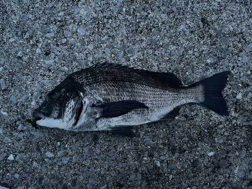 チヌの釣果