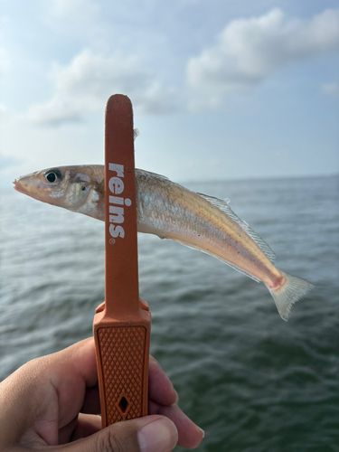 シロギスの釣果
