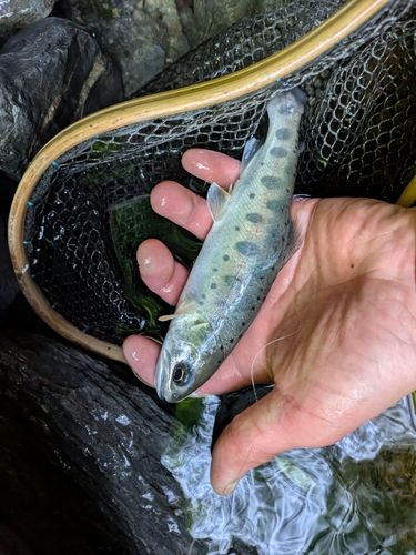 ヤマメの釣果