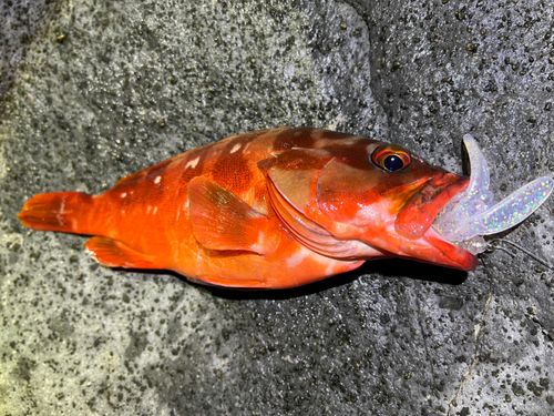 アカハタの釣果