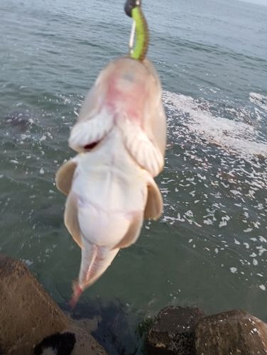 マゴチの釣果