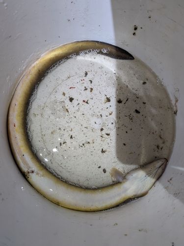ニホンウナギの釣果