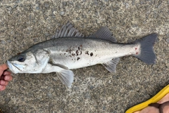 スズキの釣果