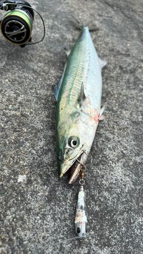 サゴシの釣果