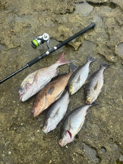 マダイの釣果