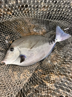 サンノジの釣果