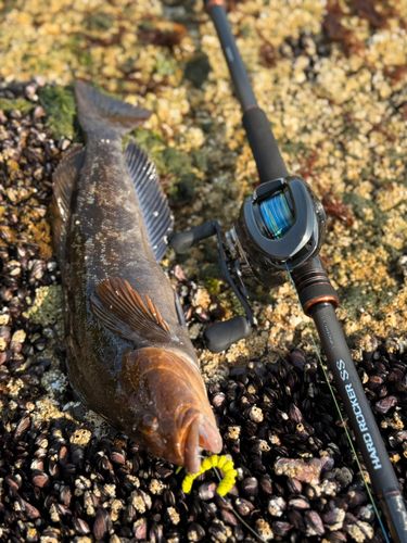 アイナメの釣果