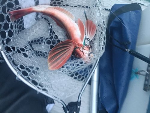 アカアマダイの釣果