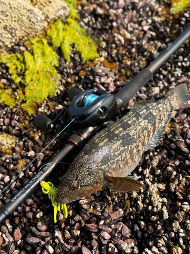 アイナメの釣果