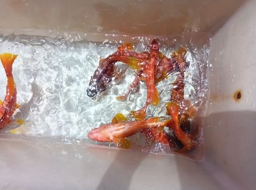 アカハタの釣果