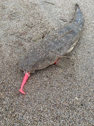 マゴチの釣果