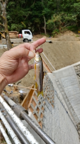 ウグイの釣果