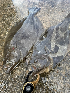 ヒラメの釣果
