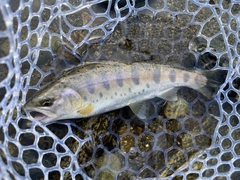 ヤマメの釣果