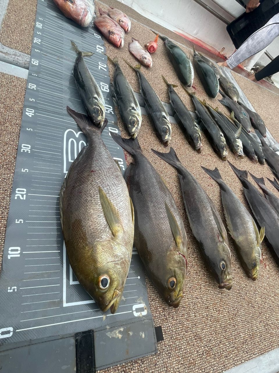 カブトムシ22さんの釣果 2枚目の画像