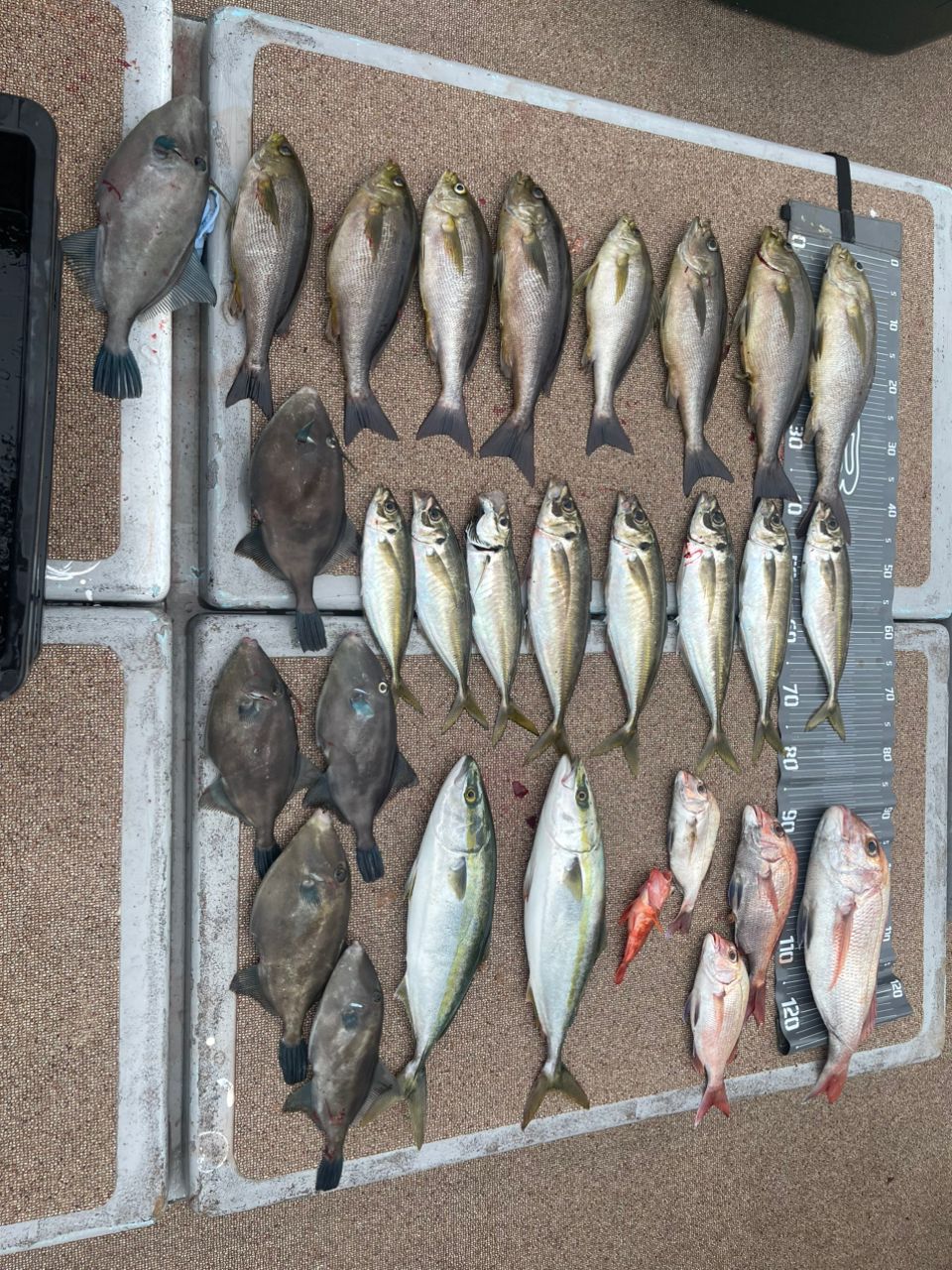 カブトムシ22さんの釣果 3枚目の画像