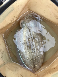 モンゴウイカの釣果