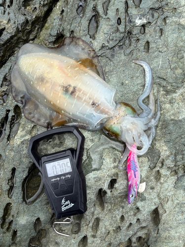 アオリイカの釣果