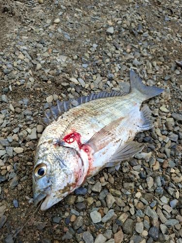ミナミクロダイの釣果