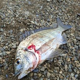 ミナミクロダイ