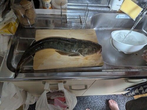 マゴチの釣果