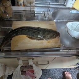 マゴチ