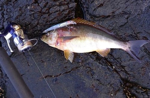 イサキの釣果