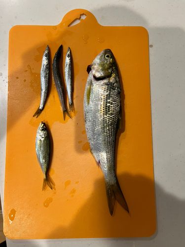 コノシロの釣果