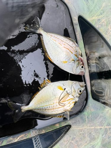 ヒイラギの釣果